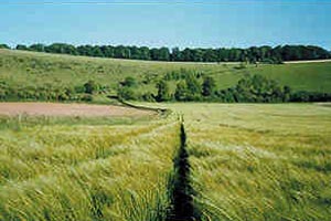 View of the downs, Wiltshire